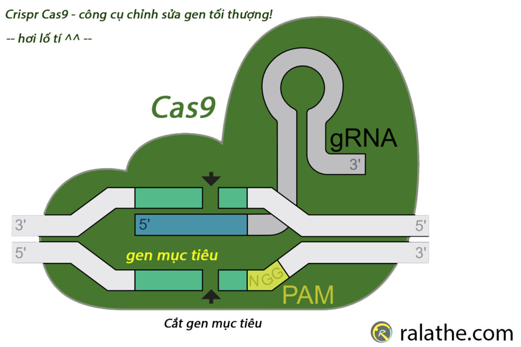 Sự sống nhân tạo từ crispr cas9 - công cụ chỉnh sửa gene tối ưu