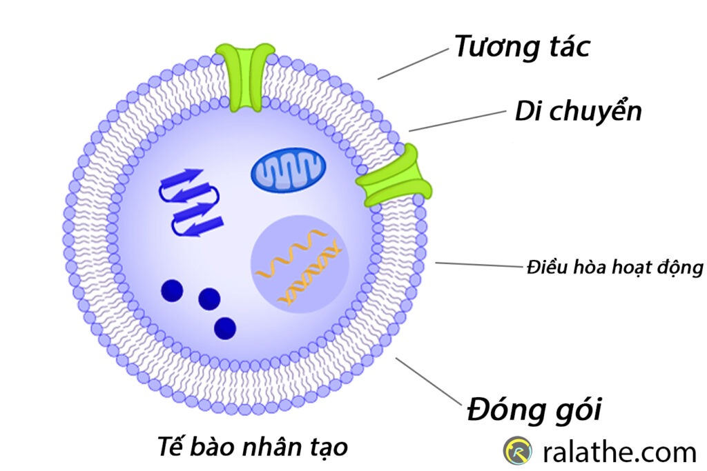 Con người đã có thể tạo ra tế bào nhân tạo theo yêu cầu